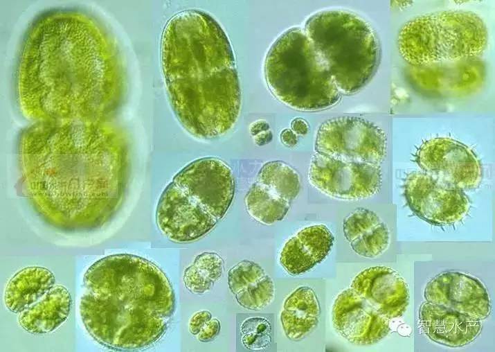 3,角星鼓藻 细胞一般长大于宽,大多缢缝深凹
