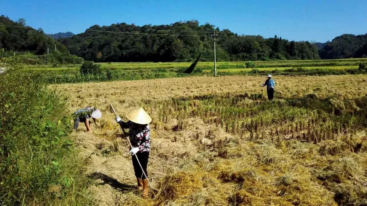 秋種一粒籽,春收一片景,賦春鎮大力推進