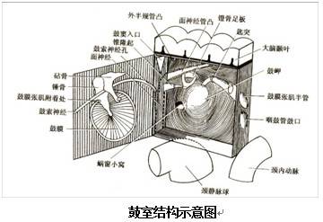 鼓室六壁绘图图片