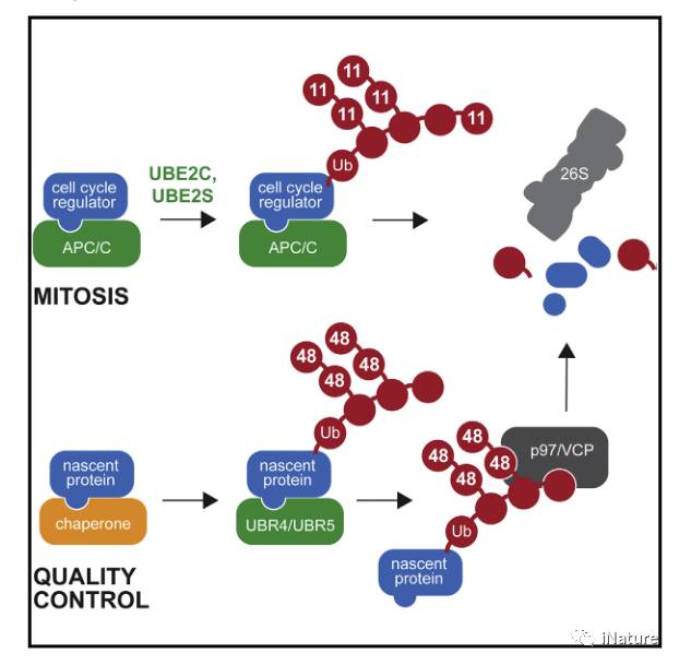 每週一播第五期cell週報新泛素化位點的修飾涉及神經退行性疾病推薦