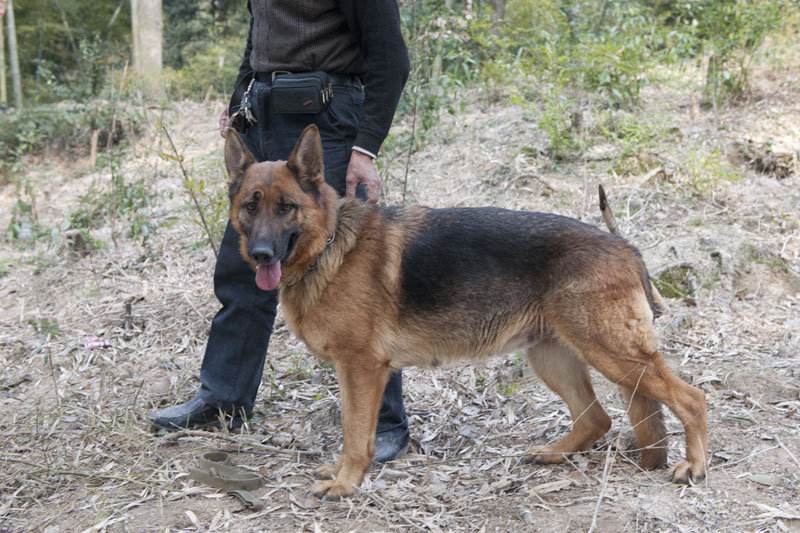 下面提醒大家一下购买马犬或者德牧犬一定要到正规犬舍,切勿贪图便宜