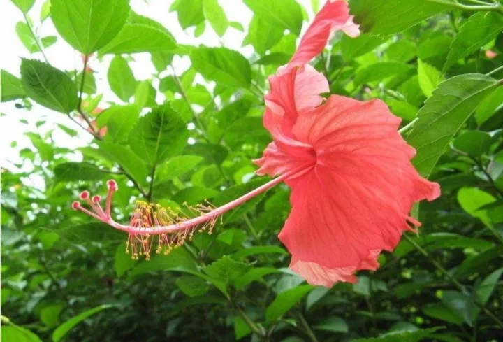 知道汕尾市的市花吗不知道就进来