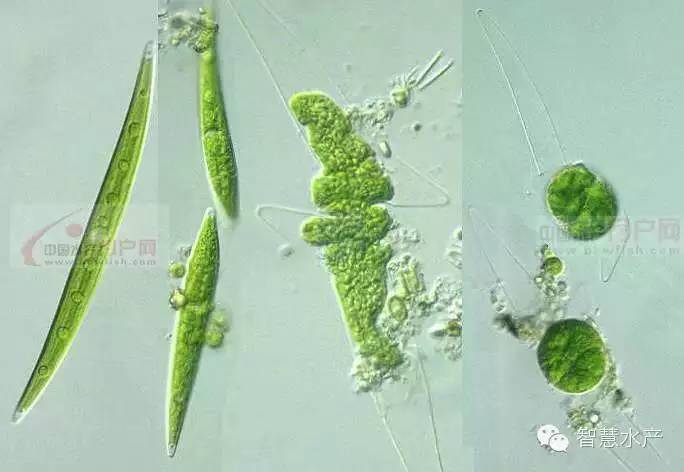 5,双星藻 不分