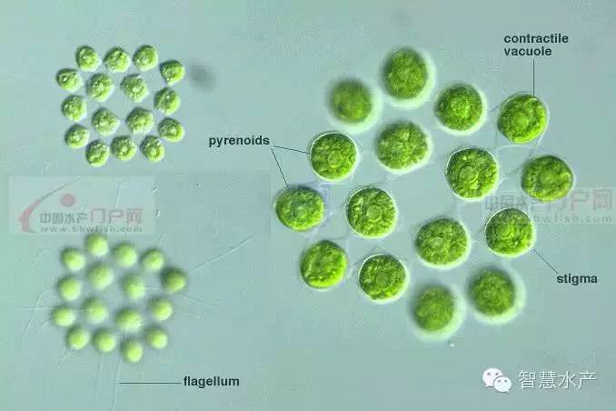 contractile vacuole图片