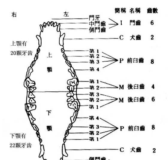 狗牙齿 结构图图片