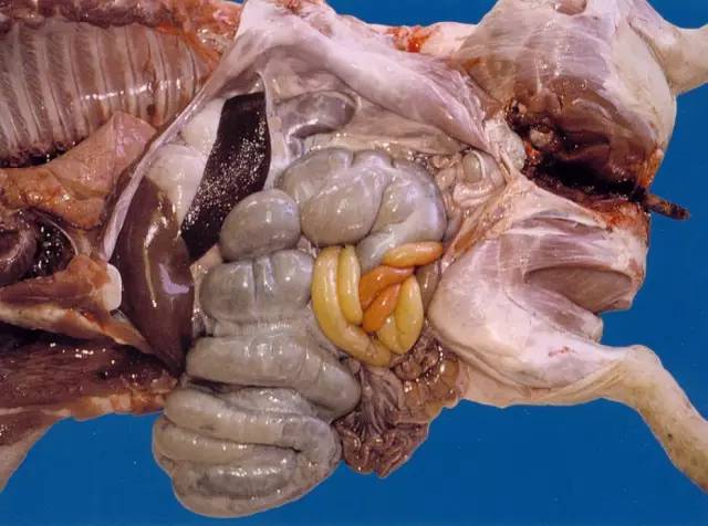 猪伪狂犬内脏解剖图片图片