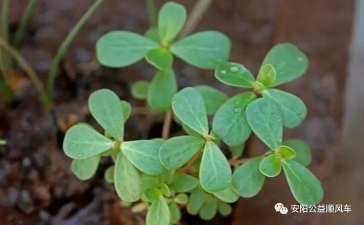 临床应用发现,用鲜嫩马齿苋捣泥外敷,每日换药4~6次,对治疗带状疱疹