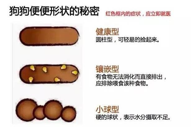 狗狗拉稀图片大全解说图片