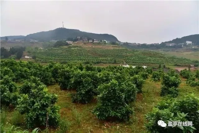 盐亭林山|金秋蜜柚香 挡不住的"柚"惑!嫘乡蜜柚基地硕果累累