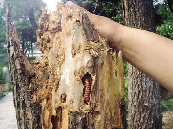 吃木头的虫子嘎吱嘎吱图片