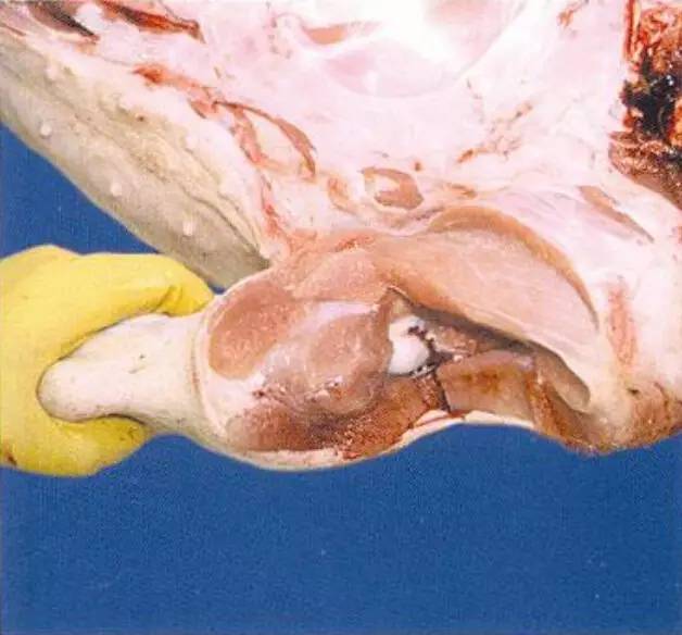 b3 皮下淋巴结很容易找到,应检查其大小和外观