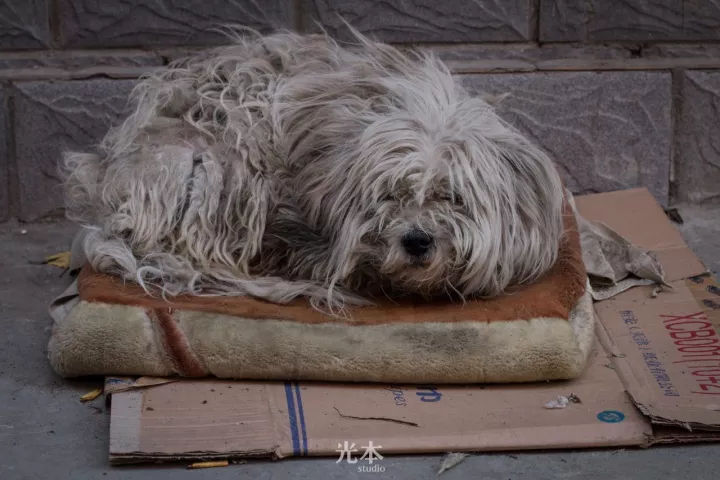 我們在呼市街頭放置了50個流浪動物投食站,等你來填滿它