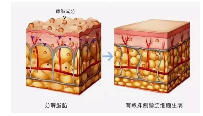 呈瓦解状态的好时机~所以这些燃脂成分会通过洗澡方式进入皮下脂肪层