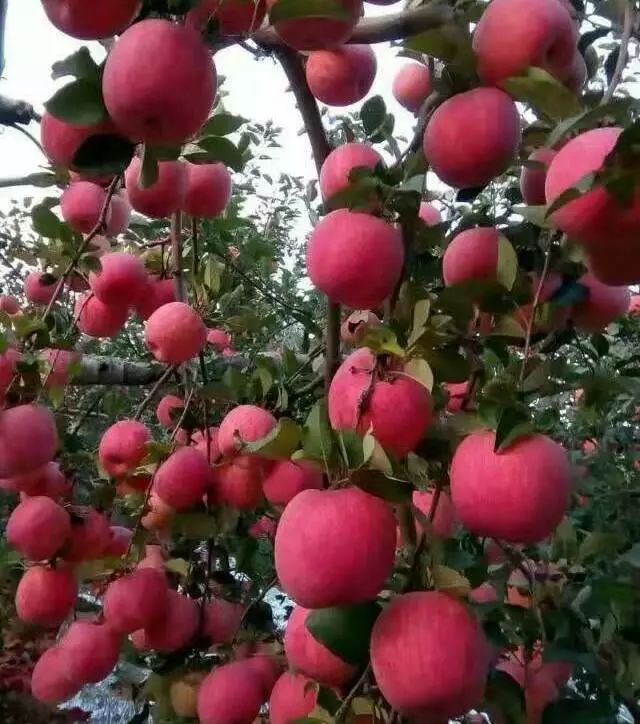 矮砧密植苹果黄土高原图片