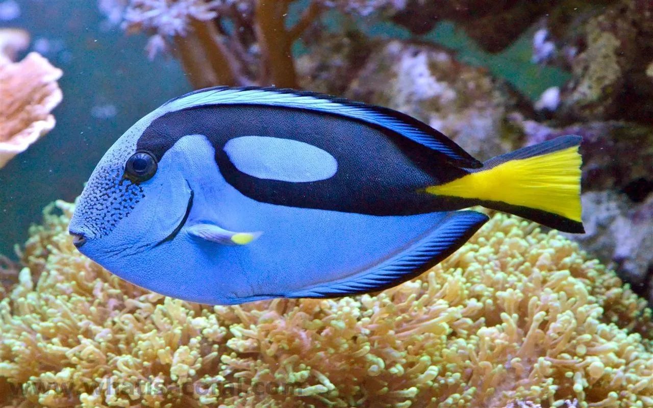 馬林,尼莫媽媽原型都是小丑魚,相貌沒有變化尼莫海底總動員