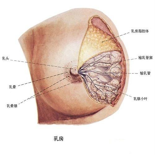 乳腺结节长在哪里图片图片