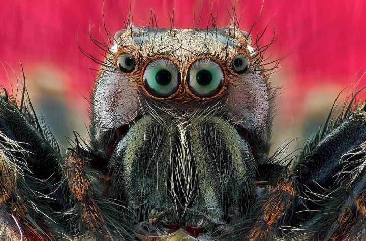 昆虫的眼睛 