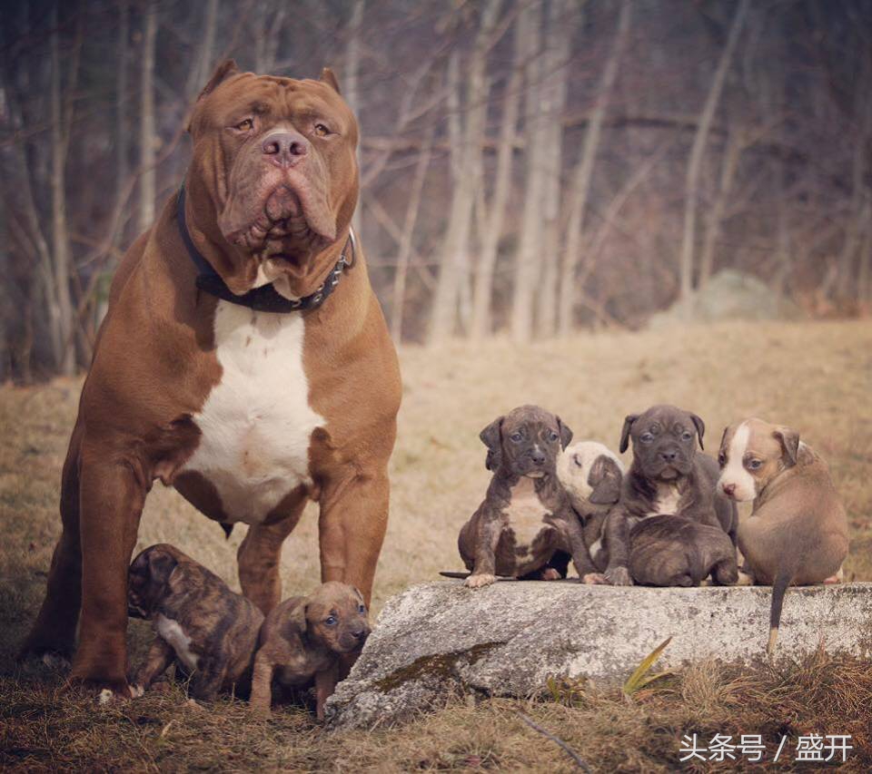 彼得犬长大的图片图片