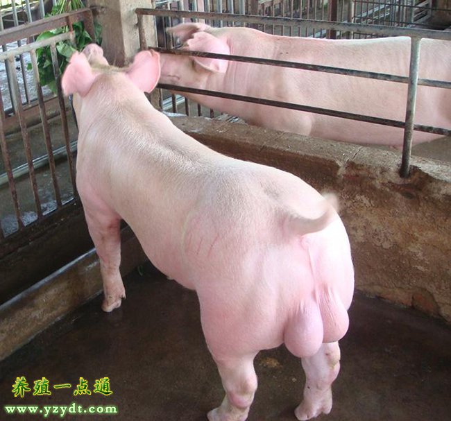 种公猪种母猪饲料配方注意事项种猪是猪场的发展基础