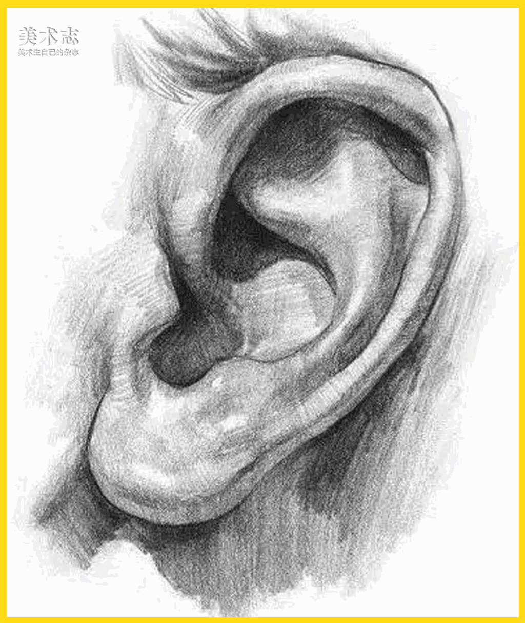 千万不能忽略关于耳朵的知识点从全方位解析耳朵的画法
