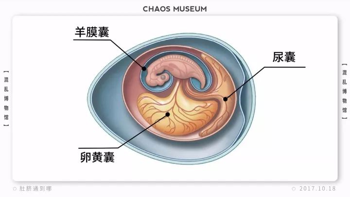 肚脐通到哪