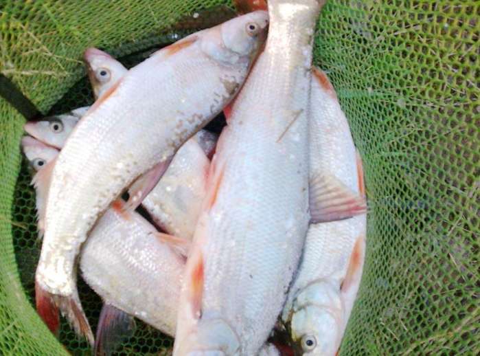 红梢鱼在四川叫红脸棒每年这个时候是垂钓的黄金时间