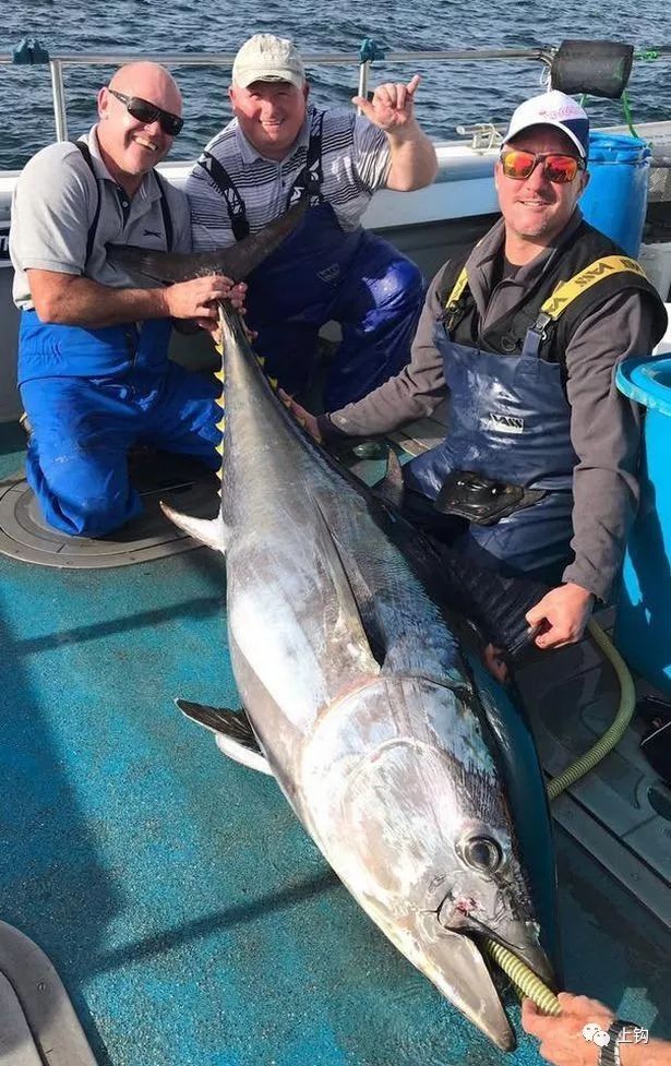 海釣·故事|新釣手遭大魚偷襲!五個壯漢接力拉爆300磅藍鰭金槍魚