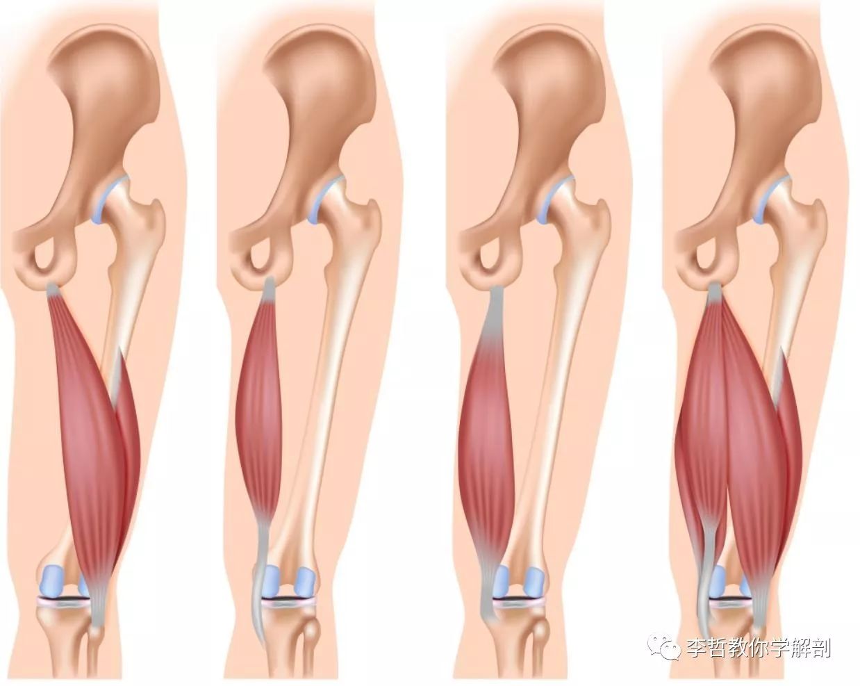 名字繁多,但都指一个肌肉群股二头肌半腱肌和半膜肌可以直接进入正文