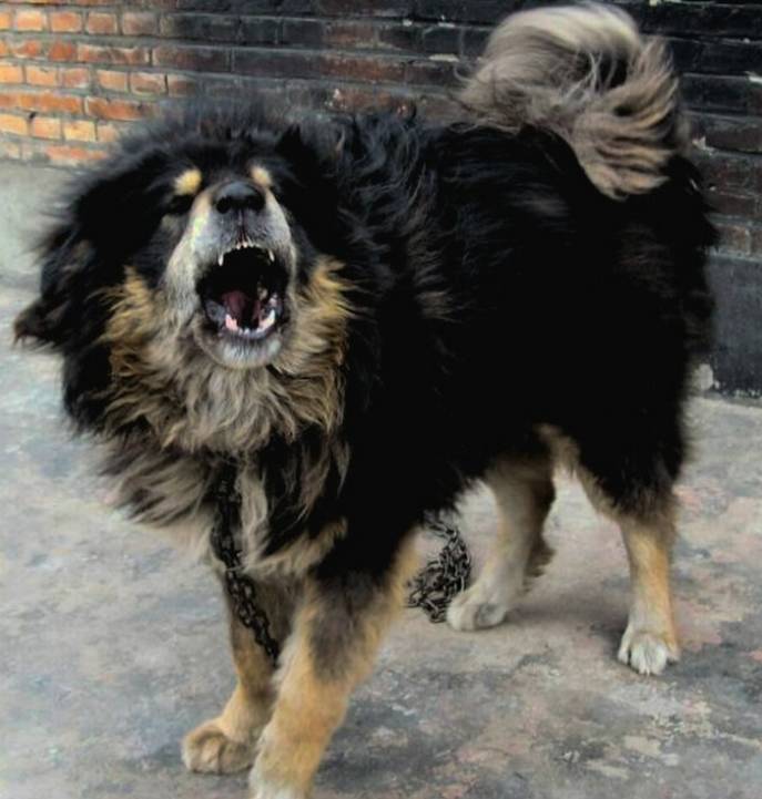 中国本土越来越罕见的犬种蒙古獒