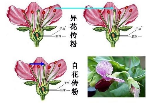 花的胚珠或柱头上的过程,异花传粉是一朵花的花粉传到另一朵并能正常