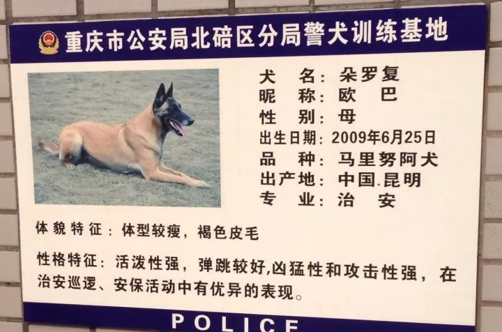 cctv警犬档案图片