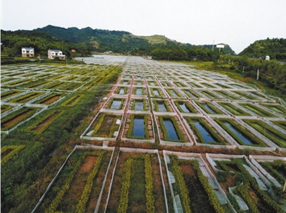 重庆市稻田蛙生态农业科技发展有限公司现有稻田蛙人工养殖基地330亩