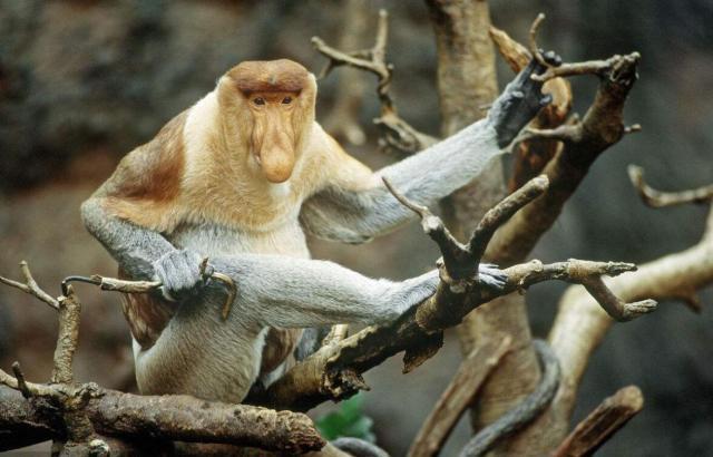 一路漫溯红树林,如同置身亚马逊,在这里沙巴最标准性的动物长鼻猴