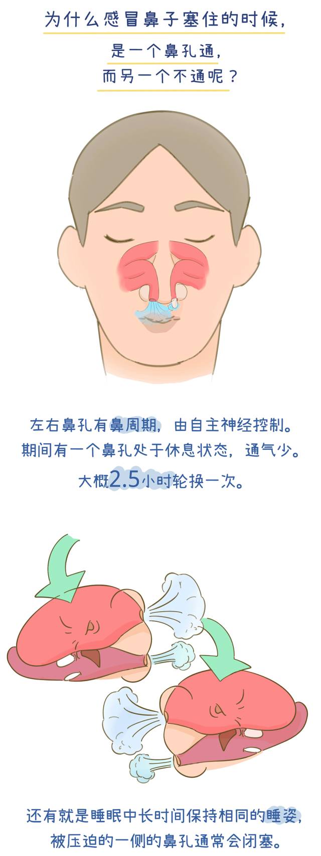 鼻塞原理图片