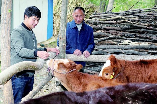 帶領村民共同致富劉輝和父親在一起餵牛貧困戶養牛的積極性高了照金鎮