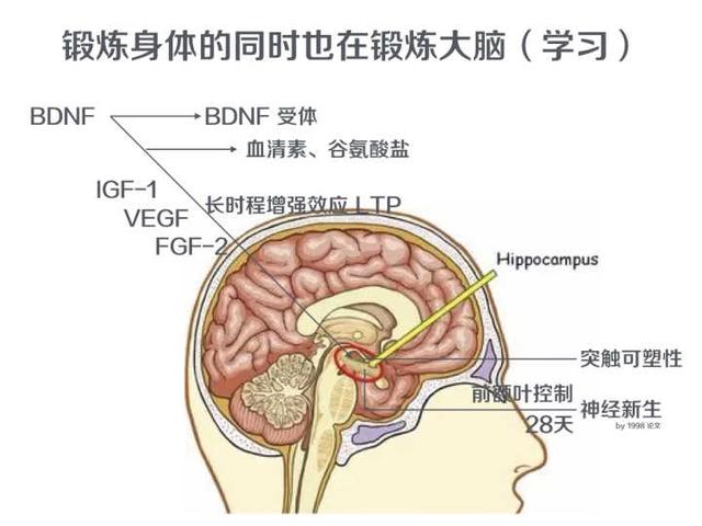 怎樣跑步才真正減肥原來這樣跑不但瘦身還能鍛鍊大腦