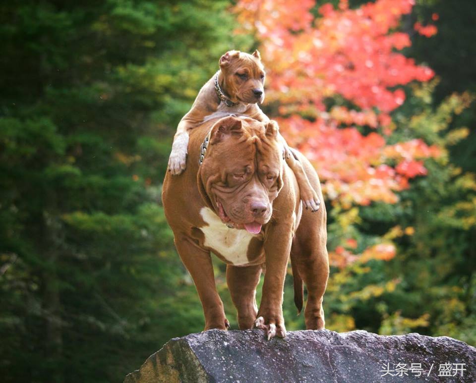 比特犬多重图片