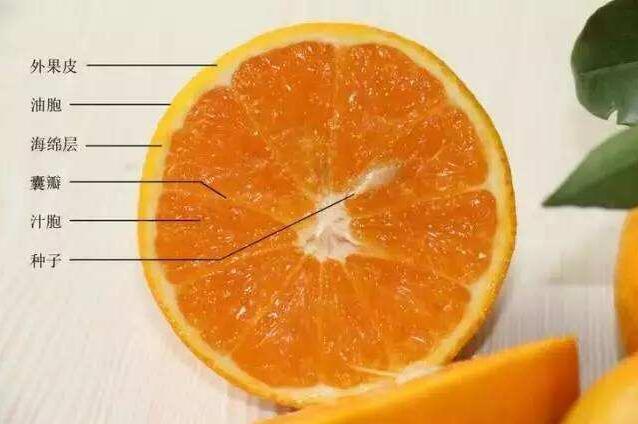 橘子横切面结构图图片