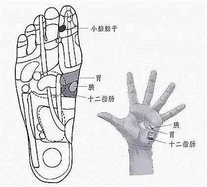 伺候好脚上脑垂体 生殖腺 肾 脾反射区