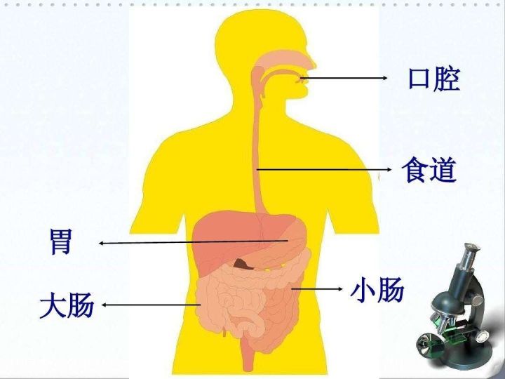 食物进入人体的路线图图片