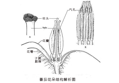 「探讨」哪些因素影响番茄的授粉效果?