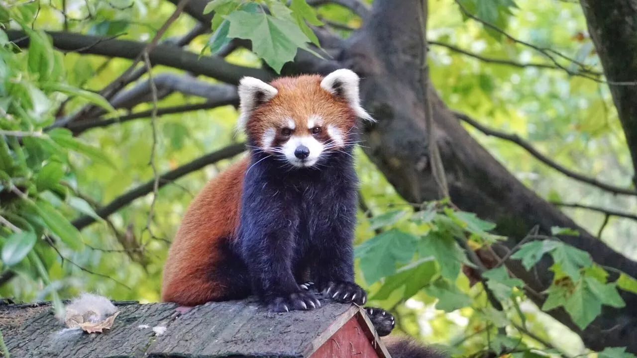 根本猜不到小熊貓和大熊貓竟然不是一個品種