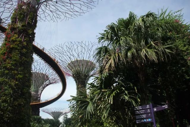 擎天樹是新加坡濱海灣花園的標誌性建築,一進園區就可遠遠看到它