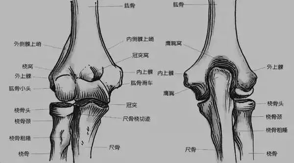 手肘部位详细图图片