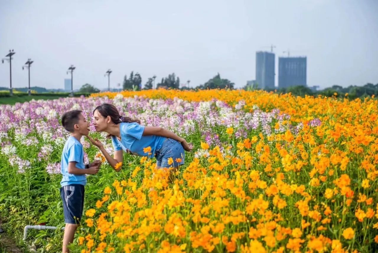 甚少工業生產,空氣清新,生態環境良好,魯崗花海,賢僚花海,大埔魚塘