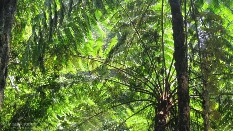 寄生植物枯死的古樹長滿了綠色的苔蘚這是我在五指山熱帶雨林中穿行的