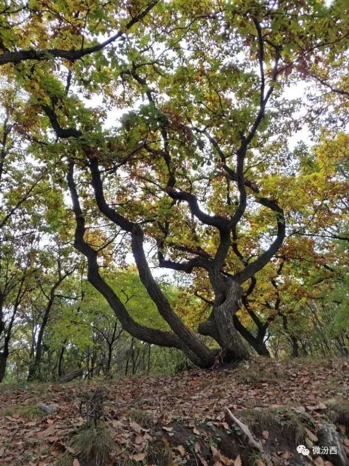 汾西老爷顶风景区图片