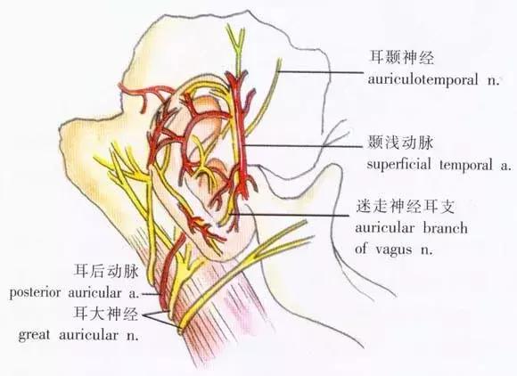 人的耳道皮肤和咽喉粘膜在神经分布上有一段"亲缘"关系.