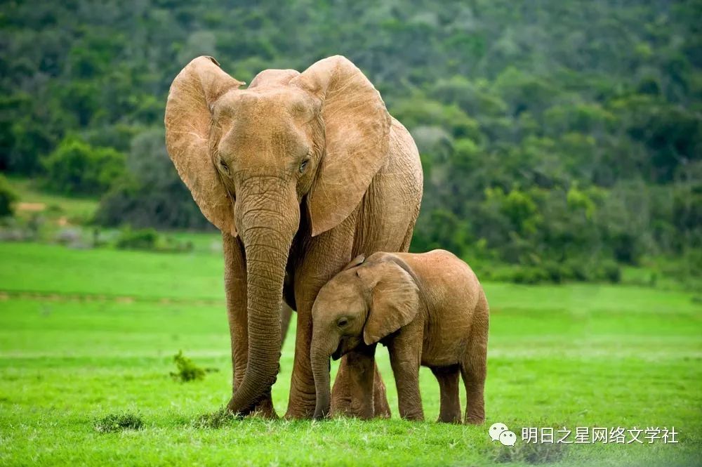 只要有動物襲擊它,它就能用毒牙保護自己.