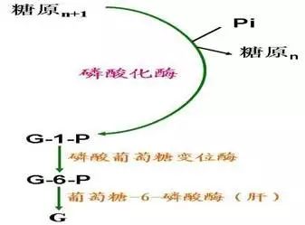 糖代谢全过程示意图图片